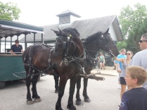The two horses that took us on a carriage tour of the park