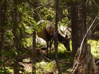 One of the deer we saw along the way while we were hiking