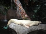 This is not fake! An albino!